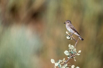 Spotted flycatcher (Muscicapa striata) perched on a dry branch in natural light