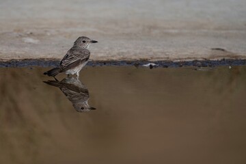 Spotted flycatcher by a puddle in natural habitat