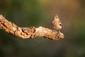 Common chaffinch (Fringilla coelebs) perched on branch with warm natural light