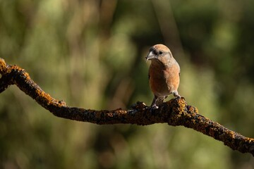 Red crossbill (Loxia curvirostra) perched on lichen-covered branch in forest light