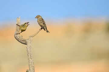 Red crossbills (Loxia curvirostra) perched on dry branch with one begging for food