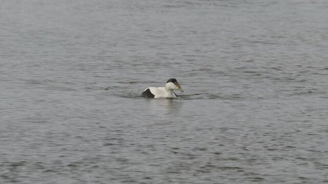 Common shelduck ducking head underwater for food