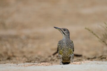 European green woodpecker standing on dry ground looking to the side