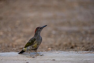 European green woodpecker standing on dry ground looking to the side