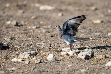 European turtle dove standing on rocky ground with wings raised