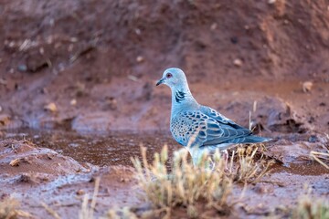European turtle dove walking on cracked reddish soil in natural habitat