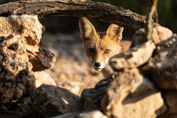 Close-up of red fox in natural forest habitat with warm lighting