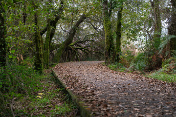Zona boscosa en el paseo de Catoira, Galicia, España