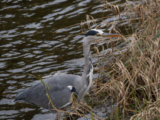Grey Heron (Ardea cinerea) standing patiently in very shallow water, poised to strike, surrounded by dry reeds