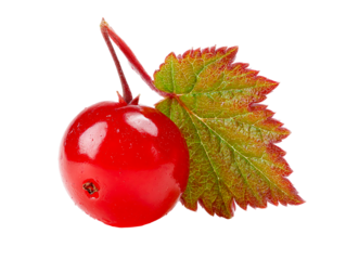 Single Red Berry and Leaf on White