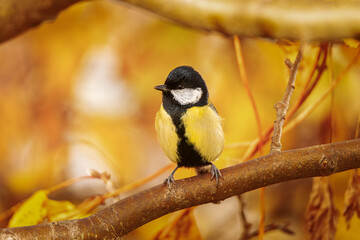Great tit close up ( Parus major )..