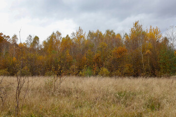 Fototapeta premium A wide meadow with dry, yellow-brown grass leads to the edge of an autumn forest with trees covered in vivid yellow-orange foliage. The overcast gray sky creates a melancholy mood and highlights the n