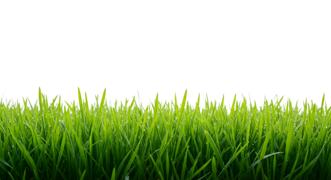 Lush green grass blades isolated on transparent background