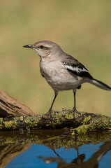 White banded mokingbird, in spinal forest environment , Pampas, Argentina.