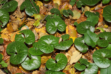 ​A close-up shot showcasing the contrast of vibrant green, glossy wild ginger (Asarum europaeum) leaves growing on the forest floor.