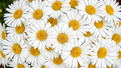 Cluster of fresh daisies with white petals and yellow centers in soft directional light.