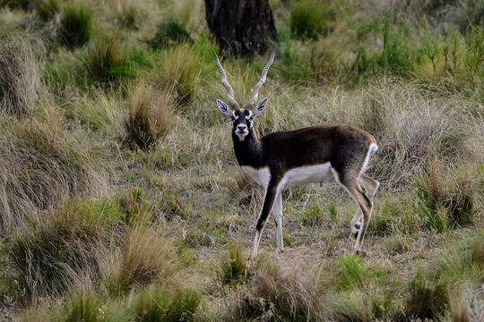 Blackbuck Antelope in Pampas plain environment, La Pampa province, Argentina