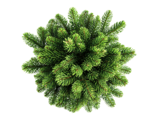 Top down view of evergreen fir branches with needles , isolated on transparent cutout background


