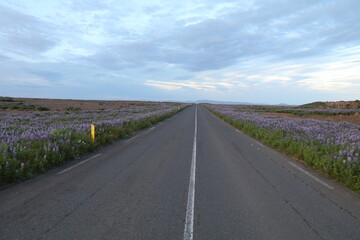Endless Icelandic road through blooming lupine fields