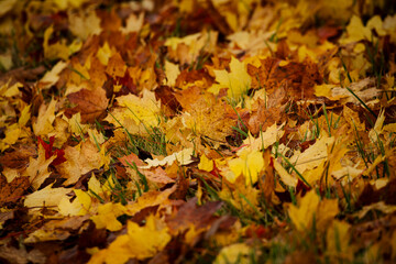 autumn leaves in the park