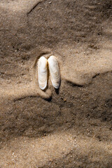 “False angel's wing“, “false angel's tail” or “American piddock” (Petricolaria pholadiformis) is a saltwater mussel from the Veneridae family, the clams. Close up of symmetrical shells on sandy beach.