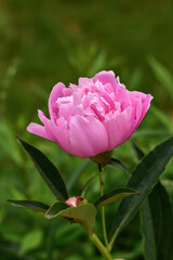 Soft pink peony flower on natural green background. Beautiful peony flower in the garden. Head of pink peony blooming in the park. Spring, summer floral background.