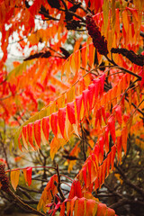 Fragment of the Rhus typhina bush, also known as sumac with bright red autumn leaves and fruits clusters close-up, background
