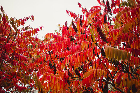 Fragment of the Rhus typhina bush, also known as sumac with bright red autumn leaves and fruits clusters close-up, background