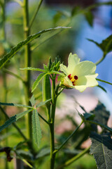 Okra flower blooming in the rooftop garden, selective focus and blurred background