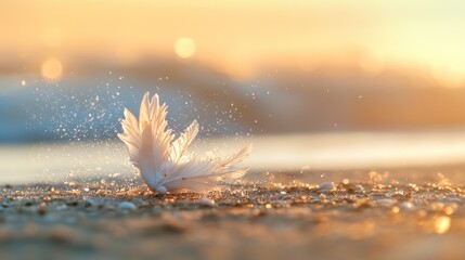 White feather on beach at sunset.