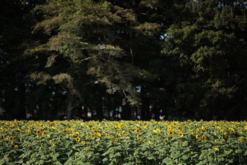 緑肥用ひまわりがびっしりと広がる9月中旬の畑　当別町