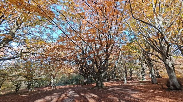 View of a secular beech forest of Canfaito during autumn season, Marche region, Italy