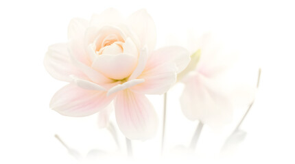 Obraz premium Soft Pink Flower Blooming on White Background for Floral Design and Nature Marketing