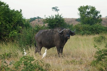 Naklejka premium An African buffalo stands calmly in the tall grass while white egrets surround it in a classic symbiotic wildlife scene.