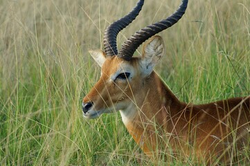 A close-up portrait of a male Uganda kob resting among the tall grass in Queen Elizabeth National Park.