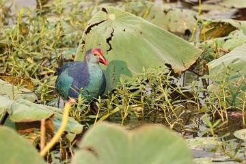 Swamphen
