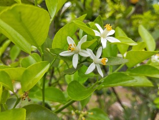 Close-up of lime flower (Makrut) in organic plant garden