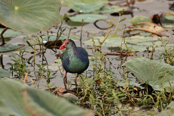 Swamphen
