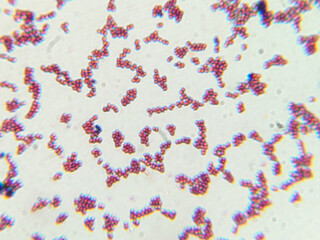 Microscopic View of Purple Cocci Bacteria Clustered in Grapelike Formation