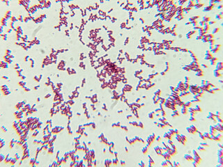 Microscopic View of Purple Cocci Bacteria Clustered in Grapelike Formation