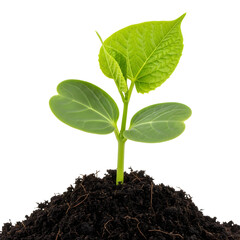 Green sprout growing from dark soil isolated on transparent background