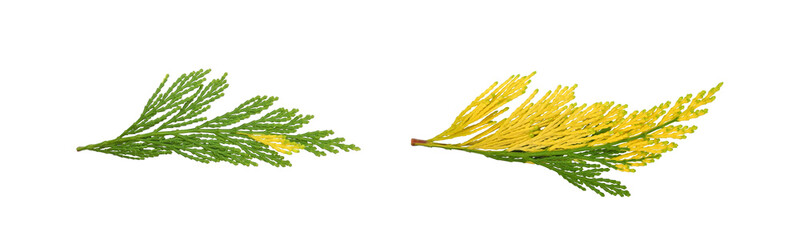 Two twigs of Calocedrus Decurrens Aureovariegata, decorative incense cedar with green-yellow needles, isolated on white background. Beautiful variegated thuja for ornamental garden.