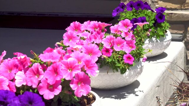 Colorful Petunias Grace Suburban Front Porch Planters