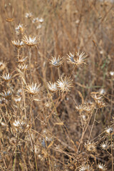 Fototapeta premium Yellow wild gerbera with its four-petaled flowers in terminal clusters gently swaying in the summer breeze