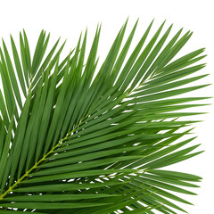 Green palm frond leaves isolated on transparent background