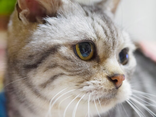 猫の顔にクローズアップ