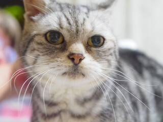 アメショのクローズアップ