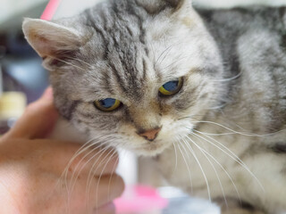 身体を擦り寄せる猫