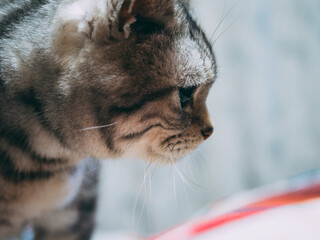 アメショの横顔