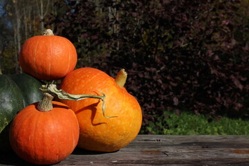 very beautiful orange pumpkin on an autumn background